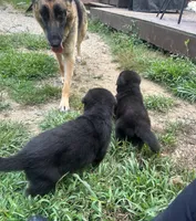 Jr. Mint , a female German Shepherd Dog for sale in Plymouth, MA – 4 of 4