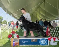Pup up, a female German Shepherd Dog for sale in Plymouth, MA – 2 of 3