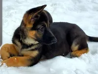Bliss , a female German Shepherd Dog for sale in Plymouth, MA – 4 of 4