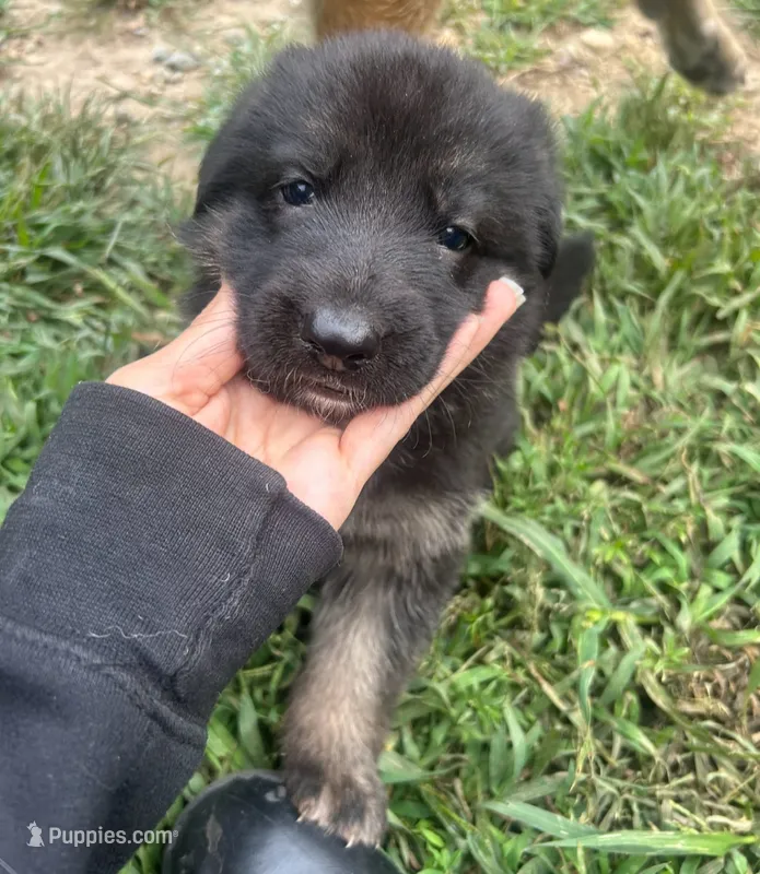 Patty – German Shepherd Dog puppy for sale in Plymouth, MA