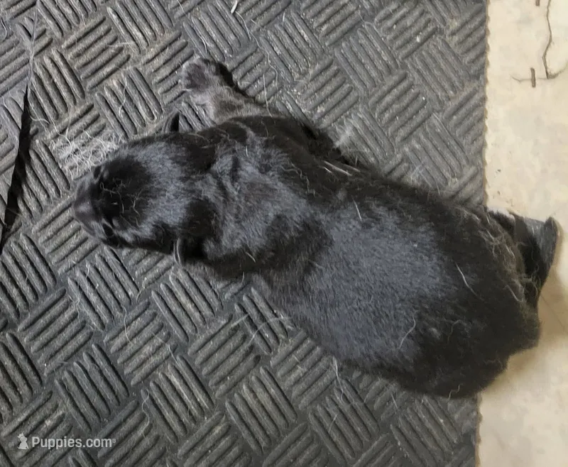 Bliss  – German Shepherd Dog puppy for sale in Plymouth, MA
