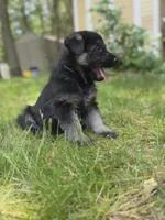Bliss , a female German Shepherd Dog for sale in Plymouth, MA – 3 of 7