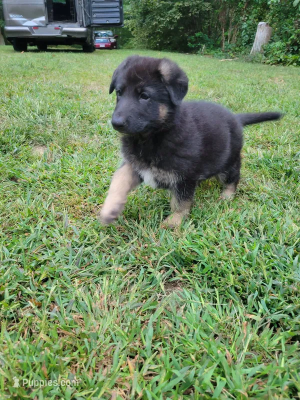 Jr. Mint  – German Shepherd Dog puppy for sale in Plymouth, MA