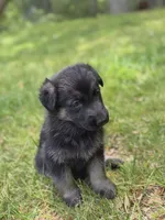 Bliss , a female German Shepherd Dog for sale in Plymouth, MA – 2 of 7