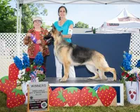 Bliss , a female German Shepherd Dog for sale in Plymouth, MA – 2 of 3