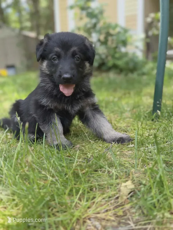 Bliss  – German Shepherd Dog puppy for sale in Plymouth, MA