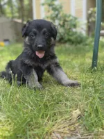 Bliss , a female German Shepherd Dog for sale in Plymouth, MA – 1 of 7