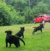 Bliss , a female German Shepherd Dog for sale in Plymouth, MA – 5 of 7