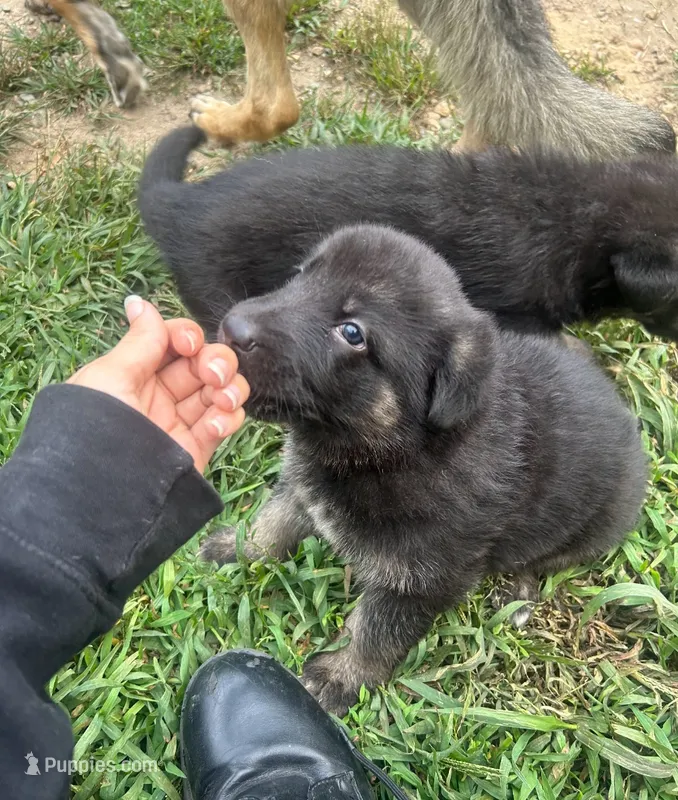 Jr. Mint  – German Shepherd Dog puppy for sale in Plymouth, MA