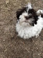 Forrest, a male Shih Tzu for sale in Demotte, IN – Photo 2 of 4
