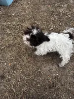 Forrest, a male Shih Tzu for sale in Demotte, IN – Photo 3 of 4