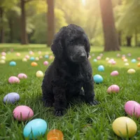 Basil , a female Poodle - Multi-Colored Standard and Poodle - Standard  for sale in Coalgate, OK – Photo 1 of 6