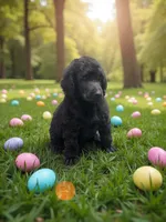 Basil , a female Poodle - Multi-Colored Standard and Poodle - Standard  for sale in Coalgate, OK – Photo 1 of 5