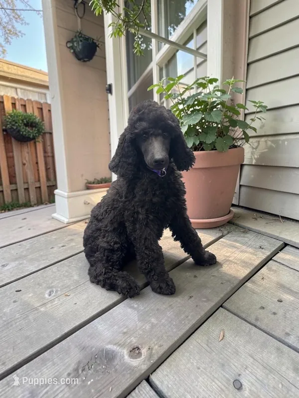 Basil  – Poodle - Multi-Colored Standard, Poodle - Standard  puppy for sale in Coalgate, OK