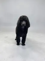 Basil , a female Poodle - Multi-Colored Standard and Poodle - Standard  for sale in Coalgate, OK – Photo 6 of 6