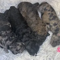 Basil , a female Poodle - Multi-Colored Standard and Poodle - Standard  for sale in Coalgate, OK – Photo 4 of 6