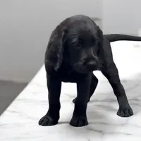 Male Red, a male Labradoodle for sale in Coalgate, OK – Photo 8 of 10