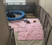 Male Red, a male Labradoodle for sale in Coalgate, OK – Photo 6 of 10