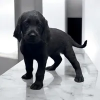 Male Red, a male Labradoodle for sale in Coalgate, OK – Photo 1 of 10