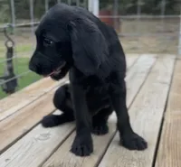 Male Red, a male Labradoodle for sale in Coalgate, OK – Photo 9 of 10