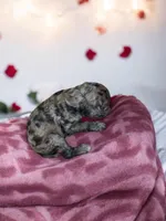 Female purple, a female Poodle - Multi-Colored Standard and Poodle - Standard  for sale in Coalgate, OK – Photo 5 of 9