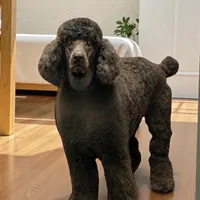 Clover , a female Poodle - Multi-Colored Standard and Poodle - Standard  for sale in Coalgate, OK – Photo 3 of 4