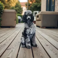 Clover , a female Poodle - Multi-Colored Standard and Poodle - Standard  for sale in Coalgate, OK – Photo 4 of 4