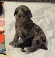 Female purple, a female Poodle - Multi-Colored Standard and Poodle - Standard  for sale in Coalgate, OK – Photo 2 of 9