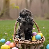 Clover , a female Poodle - Multi-Colored Standard and Poodle - Standard  for sale in Coalgate, OK – Photo 2 of 4