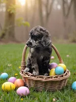 Clover , a female Poodle - Multi-Colored Standard and Poodle - Standard  for sale in Coalgate, OK – Photo 2 of 4