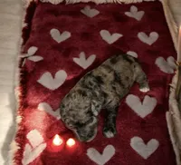 Female purple, a female Poodle - Multi-Colored Standard and Poodle - Standard  for sale in Coalgate, OK – Photo 9 of 9