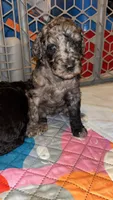 Female purple, a female Poodle - Multi-Colored Standard and Poodle - Standard  for sale in Coalgate, OK – Photo 1 of 9