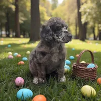 Falcon , a male Poodle - Multi-Colored Standard and Poodle - Standard  for sale in Coalgate, OK – Photo 4 of 6