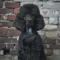 Falcon , a male Poodle - Multi-Colored Standard and Poodle - Standard  for sale in Coalgate, OK – Photo 3 of 6