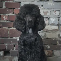 Falcon , a male Poodle - Multi-Colored Standard and Poodle - Standard  for sale in Coalgate, OK – Photo 4 of 4