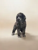 Falcon , a male Poodle - Multi-Colored Standard and Poodle - Standard  for sale in Coalgate, OK – Photo 5 of 6