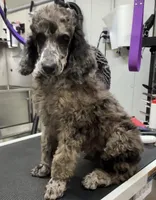 Falcon , a male Poodle - Multi-Colored Standard and Poodle - Standard  for sale in Coalgate, OK – Photo 6 of 6