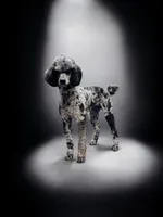 processed/ca465728-b8a6-436c-b970-08da03d35356/listing/64b788a7-ca9e-445c-bf80-5165acb9f339/f1508234-9ffd-4451-bf48-0221b1041b7c