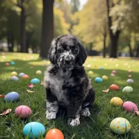 Ginger , a female Poodle - Multi-Colored Standard and Poodle - Standard  for sale in Coalgate, OK – Photo 1 of 6