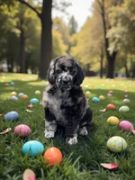 Ginger , a female Poodle - Multi-Colored Standard and Poodle - Standard  for sale in Coalgate, OK – Photo 1 of 6