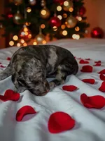 processed/ca465728-b8a6-436c-b970-08da03d35356/listing/6bc8fcf9-8322-45ad-b96f-d9918494ab35/08b9cc2c-d5ac-4125-9e41-76e2573cd281