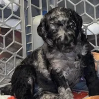 Ginger , a female Poodle - Multi-Colored Standard and Poodle - Standard  for sale in Coalgate, OK – Photo 3 of 6