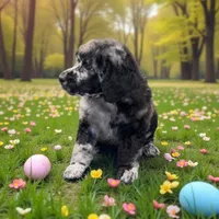 Ginger , a female Poodle - Multi-Colored Standard and Poodle - Standard  for sale in Coalgate, OK – Photo 2 of 6