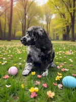Ginger , a female Poodle - Multi-Colored Standard and Poodle - Standard  for sale in Coalgate, OK – Photo 2 of 6