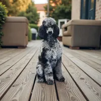 Ginger , a female Poodle - Multi-Colored Standard and Poodle - Standard  for sale in Coalgate, OK – Photo 5 of 6