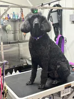Louise , a female Poodle - Standard  for sale in Coalgate, OK – Photo 3 of 3