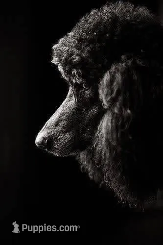 Louise  – Poodle - Standard  puppy for sale in Coalgate, OK