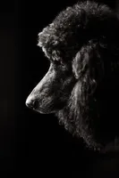 Louise , a female Poodle - Standard  for sale in Coalgate, OK – Photo 1 of 3