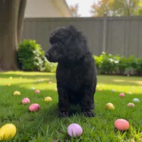 Hawk , a male Poodle - Multi-Colored Standard and Poodle - Standard  for sale in Coalgate, OK – Photo 2 of 5
