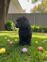 Hawk , a male Poodle - Multi-Colored Standard and Poodle - Standard  for sale in Coalgate, OK – Photo 2 of 4